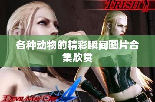 各种动物的精彩瞬间图片合集欣赏