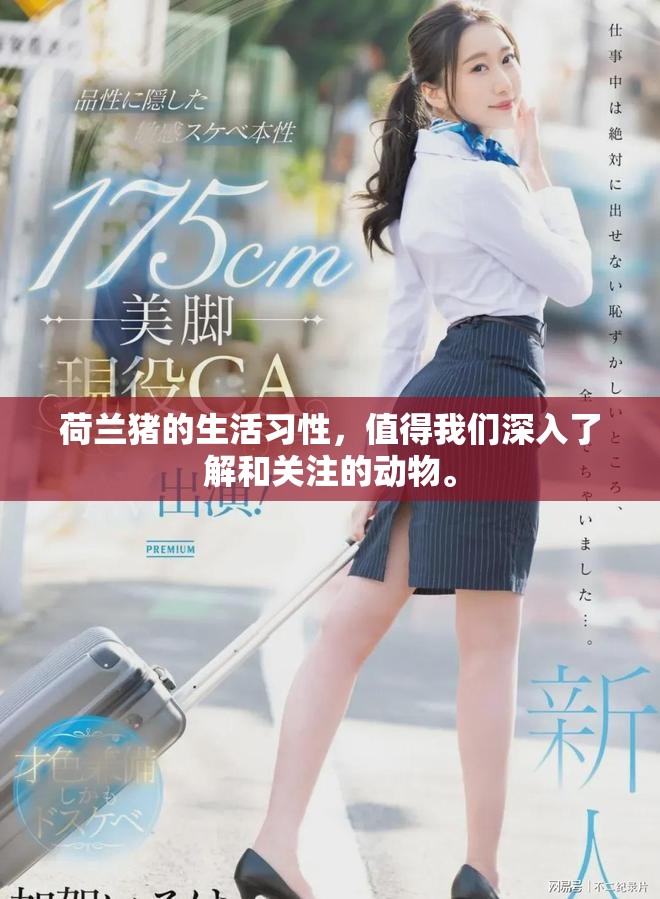 荷兰猪的生活习性，值得我们深入了解和关注的动物。